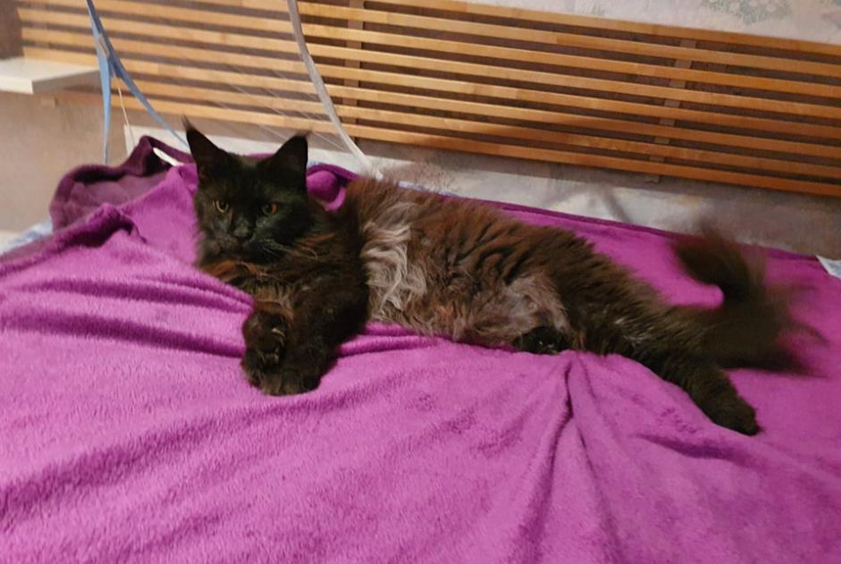 Alerte Disparition Chat  Femelle , 11 ans Le Beausset France