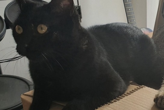 Alerte Disparition Chat Mâle , 5 ans Guignen France