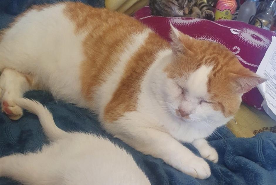 Alerte Disparition Chat Mâle , 10 ans Guignen France