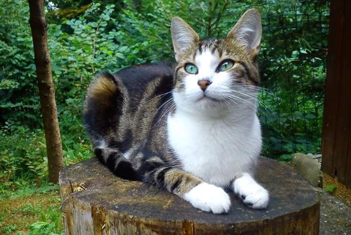 Alerte Disparition Chat croisement Femelle , 12 ans Le Mouret Suisse