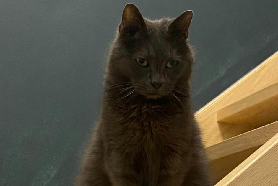 Alerte Disparition Chat croisement Mâle , 11 ans Quévy Belgique