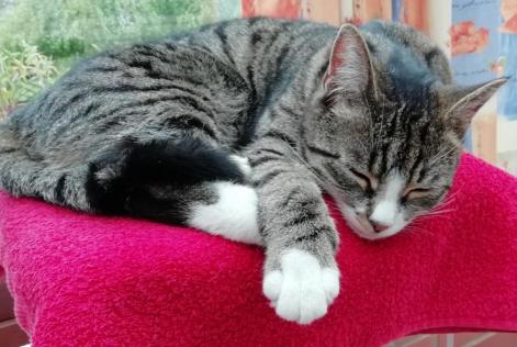 Alerte Disparition Chat  Femelle , 5 ans Niergnies France