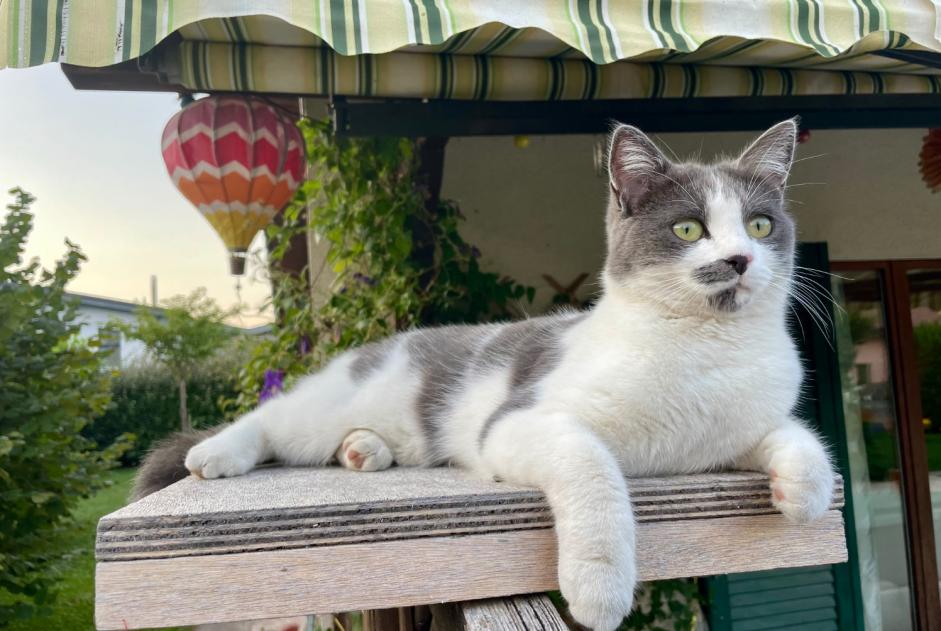 Alerte Disparition Chat croisement Femelle , 2 ans Collombey-Muraz Suisse