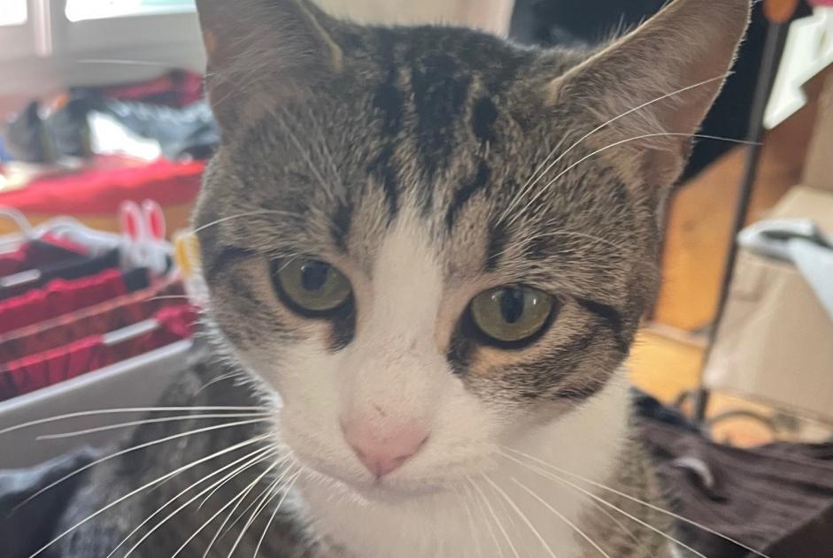 Alerte Disparition Chat  Mâle , 1 ans Saint-Denis France