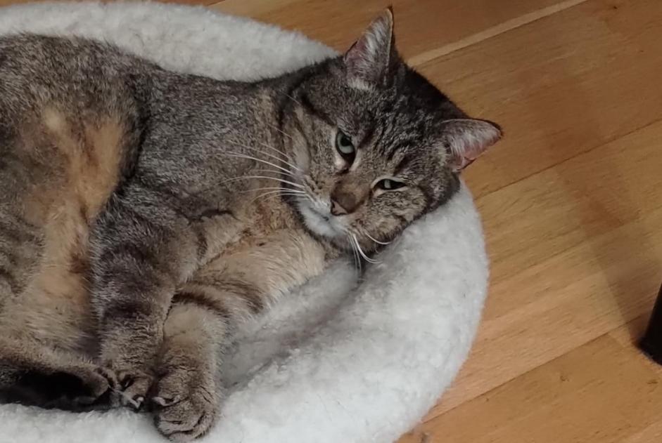 Alerte Disparition Chat Femelle , 9 ans Villars-sur-Glâne Suisse