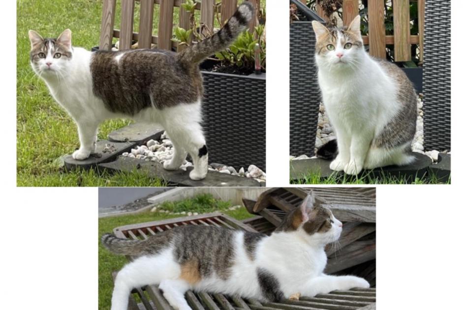 Alerte Disparition Chat Mâle , 2 ans Mersch Luxembourg