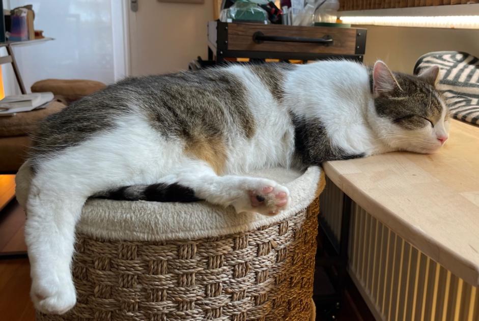 Alerte Disparition Chat Mâle , 2 ans Mersch Luxembourg