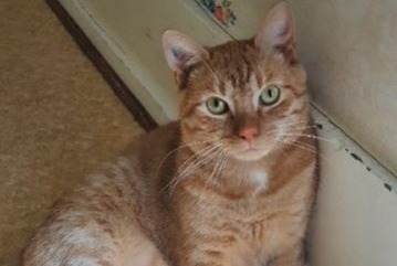 Alerte Disparition Chat Mâle , 2 ans Dardilly France