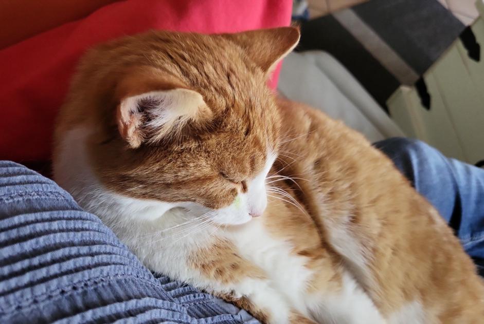 Alerte Disparition Chat  Mâle , 1 ans Senarclens Suisse