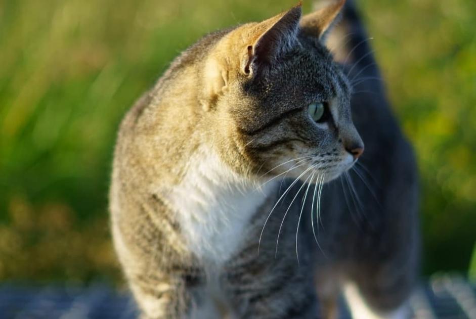 Alerte Disparition Chat croisement Femelle , 9 ans Cañada del Trigo Espagne