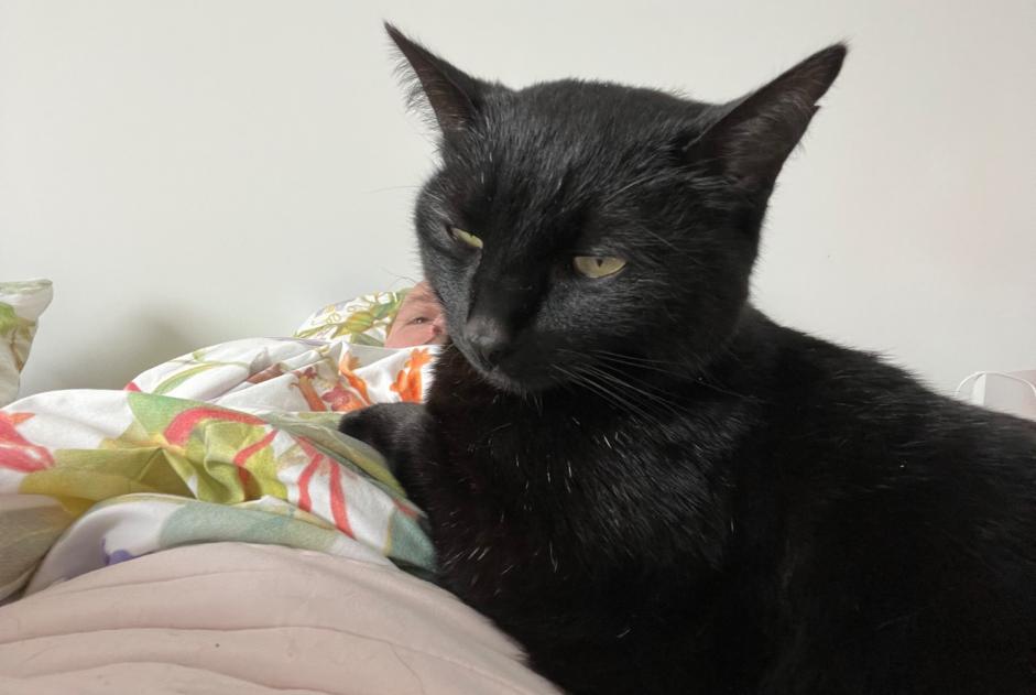 Alerte Disparition Chat Mâle , 8 ans Cappelle-en-Pévèle France