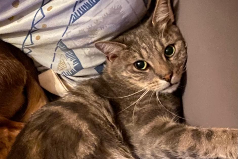 Alerte Disparition Chat Mâle , 3 ans Pierrefitte-en-Cinglais France