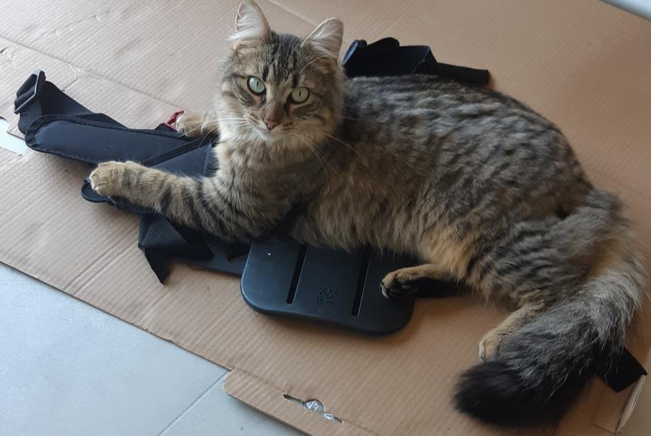 Alerte Disparition Chat croisement Mâle , 2 ans Theys France