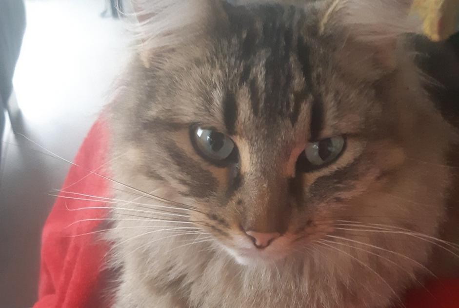 Alerte Disparition Chat croisement Mâle , 3 ans Theys France