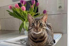 Alerte Disparition Chat  Mâle , 3 ans Balleroy-sur-Drôme France