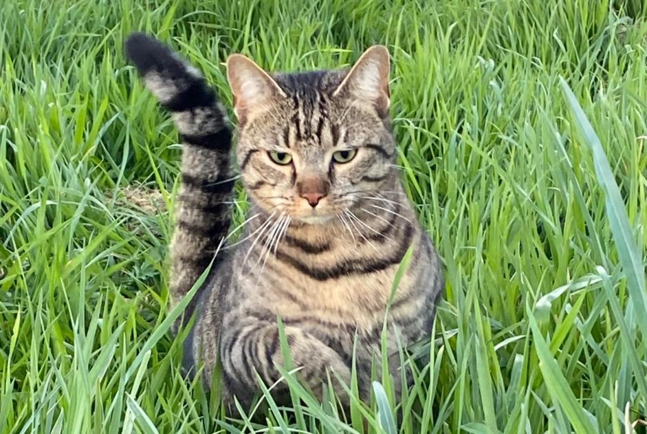 Alerte Disparition Chat  Mâle , 3 ans Balleroy-sur-Drôme France