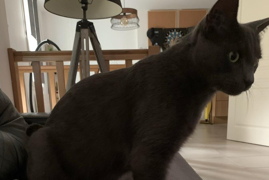 Alerte Disparition Chat  Mâle , 5 ans Fondettes France