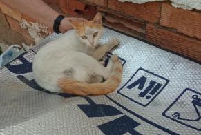 Alerte Disparition Chat Femelle , 3 ans Murcia Espagne