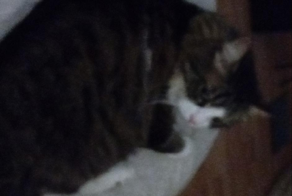 Alerte Disparition Chat Mâle , 7 ans Gaillac France