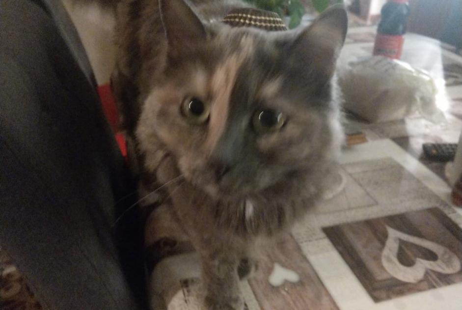 Alerte Disparition Chat croisement Femelle , 11 ans Vitry-en-Artois France