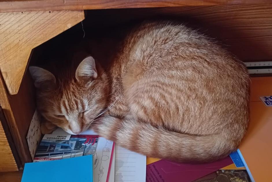 Alerte Disparition Chat Mâle , 3 ans Billère France