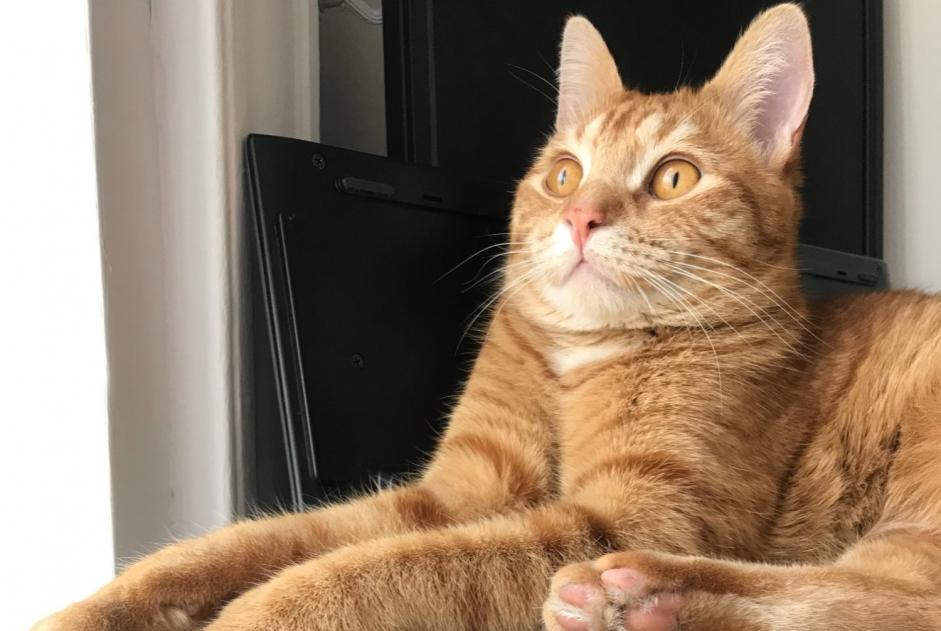 Alerte Disparition Chat Mâle , 3 ans Billère France