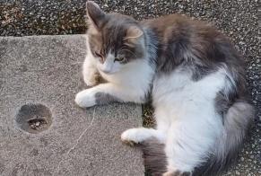 Alerte Disparition Chat croisement Mâle , 4 ans Brié-et-Angonnes France