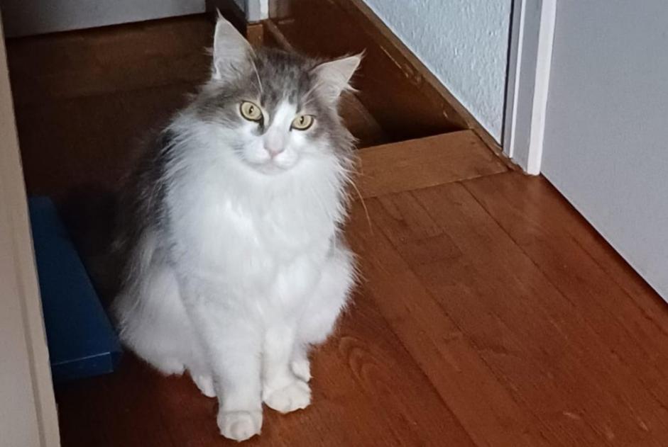 Alerte Disparition Chat croisement Mâle , 4 ans Brié-et-Angonnes France