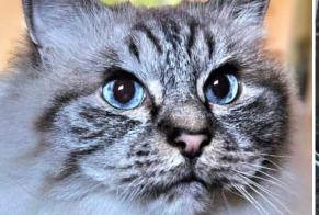 Alerte Disparition Chat  Mâle , 12 ans Ambérieu-en-Bugey France