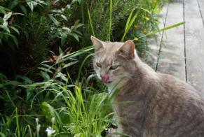 Alerte Disparition Chat croisement Femelle , 3 ans Bourg-Saint-Christophe France