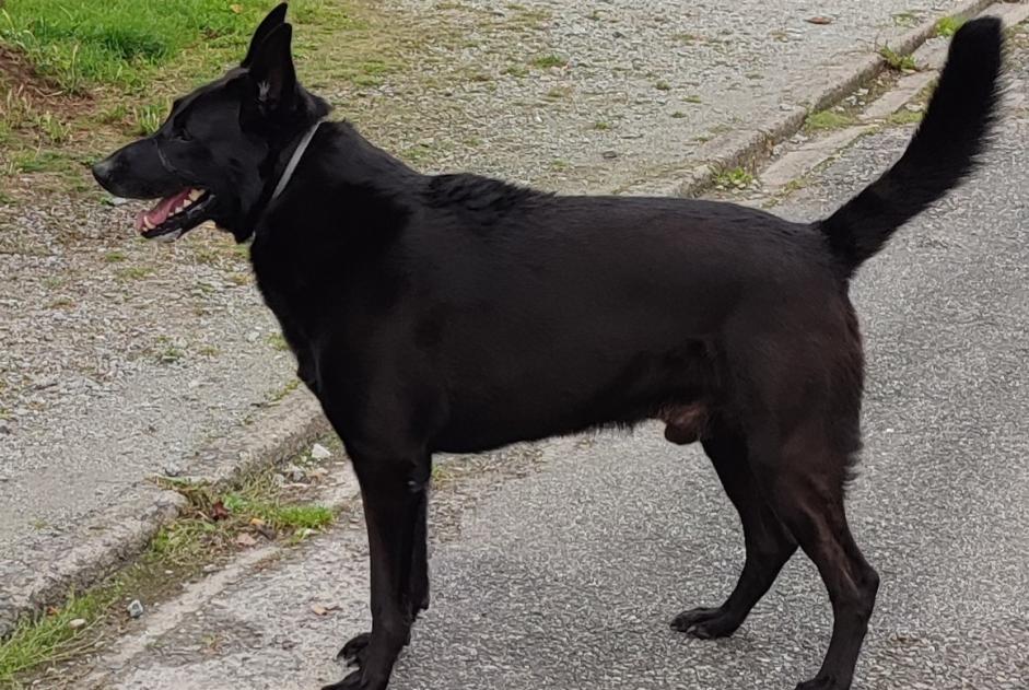 Alerte Découverte Chien Mâle Guéret France