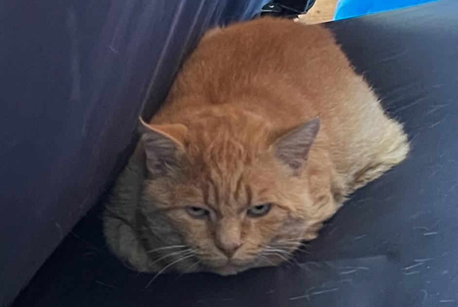 Alerte Découverte Chat Mâle Habay Belgique