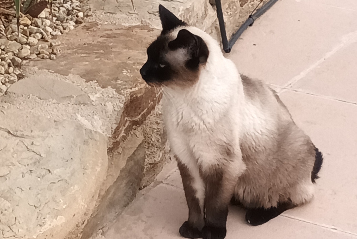 Alerte Disparition Chat  Mâle , 10 ans El Cortijo Grande Espagne