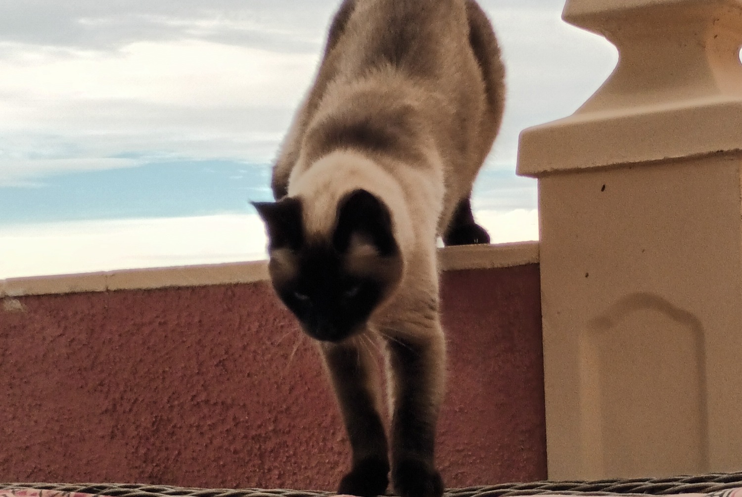 Alerte Disparition Chat  Mâle , 10 ans El Cortijo Grande Espagne