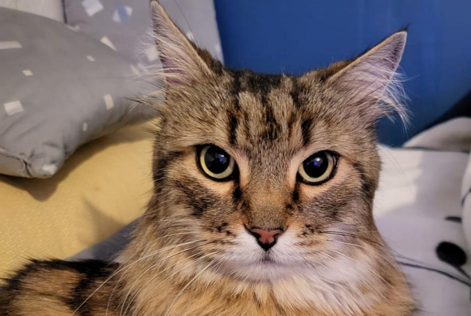 Alerte Disparition Chat croisement Mâle , 6 ans Le Barcarès France