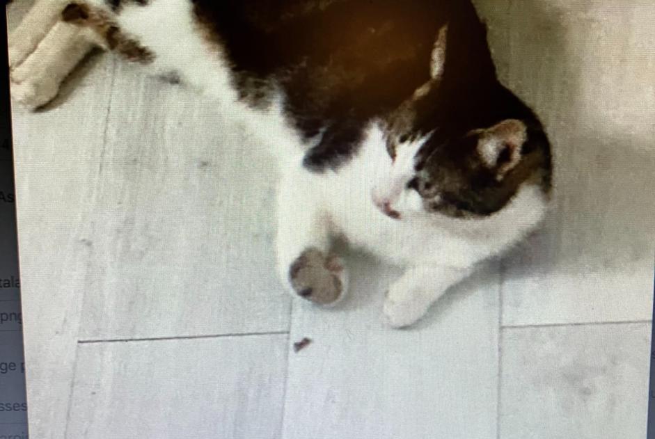 Alerte Disparition Chat  Mâle , 2 ans Hyères France