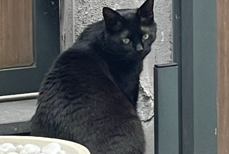 Alerte Disparition Chat Mâle , 5 ans Wezembeek-Oppem Belgique