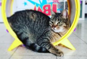 Alerte Disparition Chat Femelle , 9 ans Manage Belgique