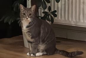 Alerte Disparition Chat  Femelle , 2 ans Nivelles Belgique