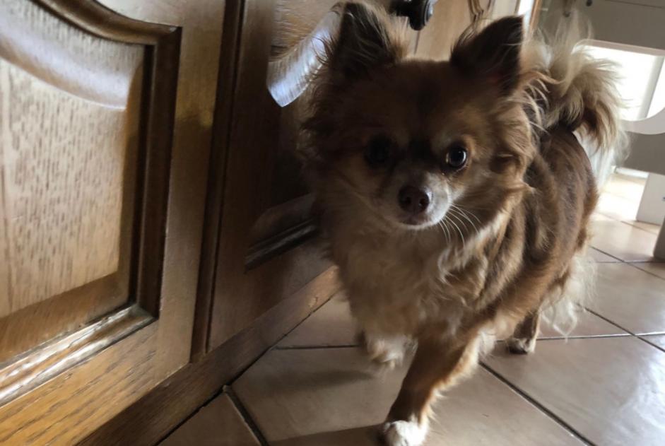 Alerte Disparition Chien  Femelle , 6 ans Dijon France