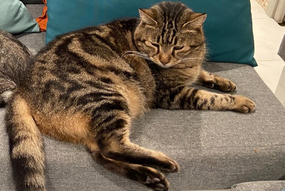 Alerte Disparition Chat  Mâle , 12 ans Cannes France