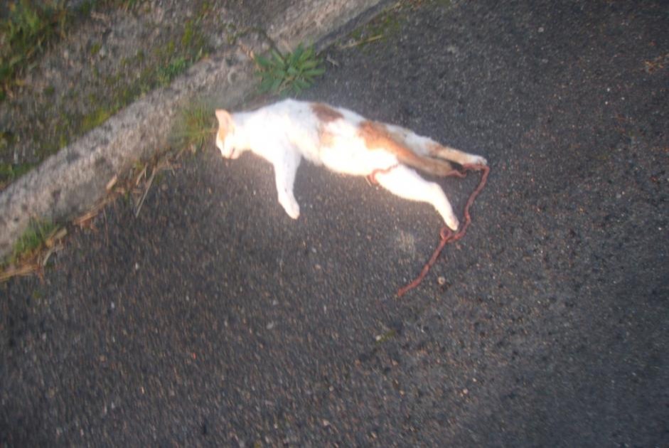 Alerte Découverte Chat croisement Inconnu Chaillé-les-Marais France