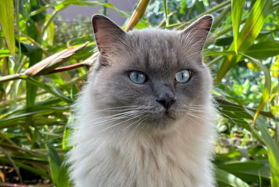 Alerte Disparition Chat  Mâle , 2 ans Luxembourg Luxembourg