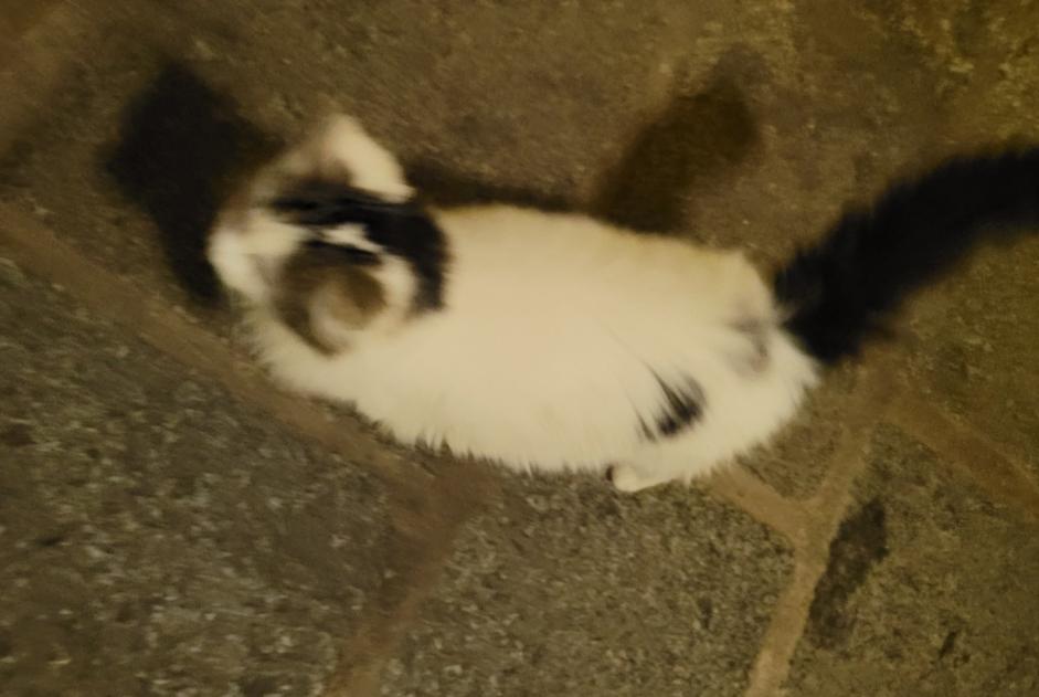 Alerte Découverte Chat Inconnu , 1 année Guingamp France