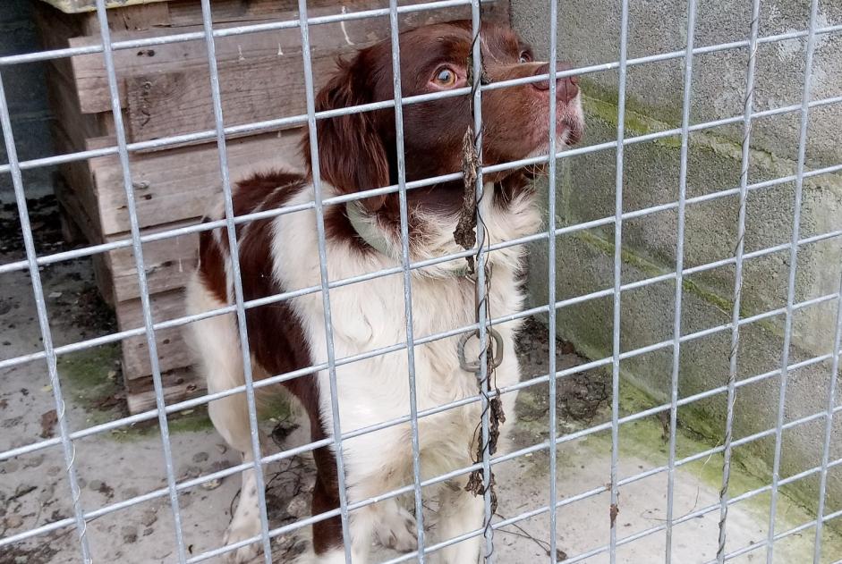 Alerte Découverte Chien  Mâle Montsenelle France