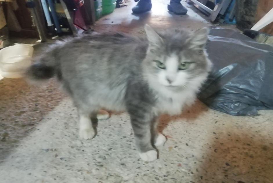 Alerte Découverte Chat croisement Femelle , 2 ans Mirepoix France