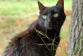 Alerte Disparition Chat Mâle , 10 ans Bastelicaccia France