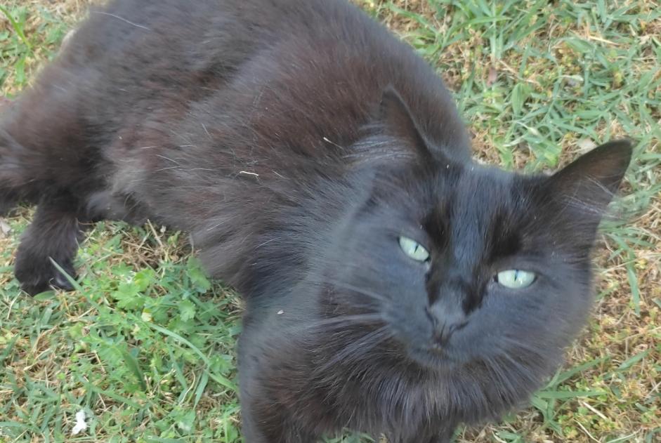 Alerte Disparition Chat croisement Mâle , 5 ans Fourchambault France