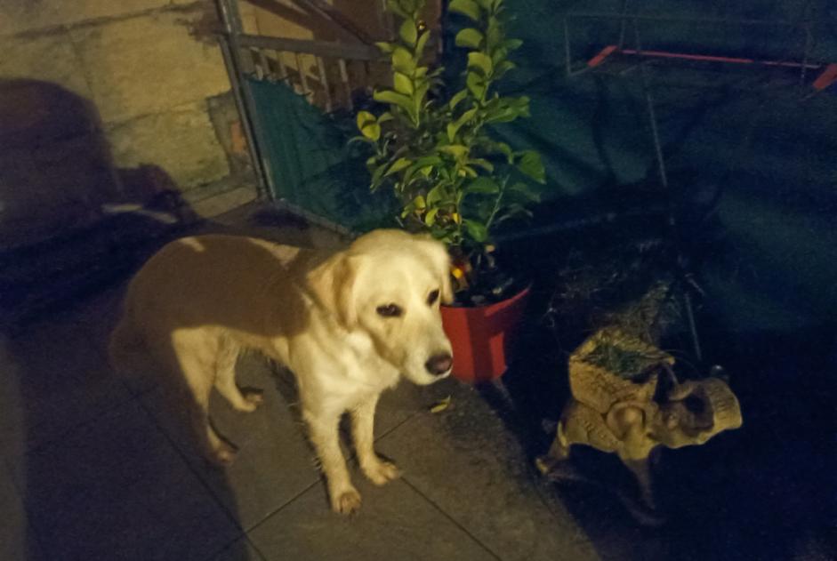 Alerte Découverte Chien croisement Mâle Savignac-de-l'Isle France