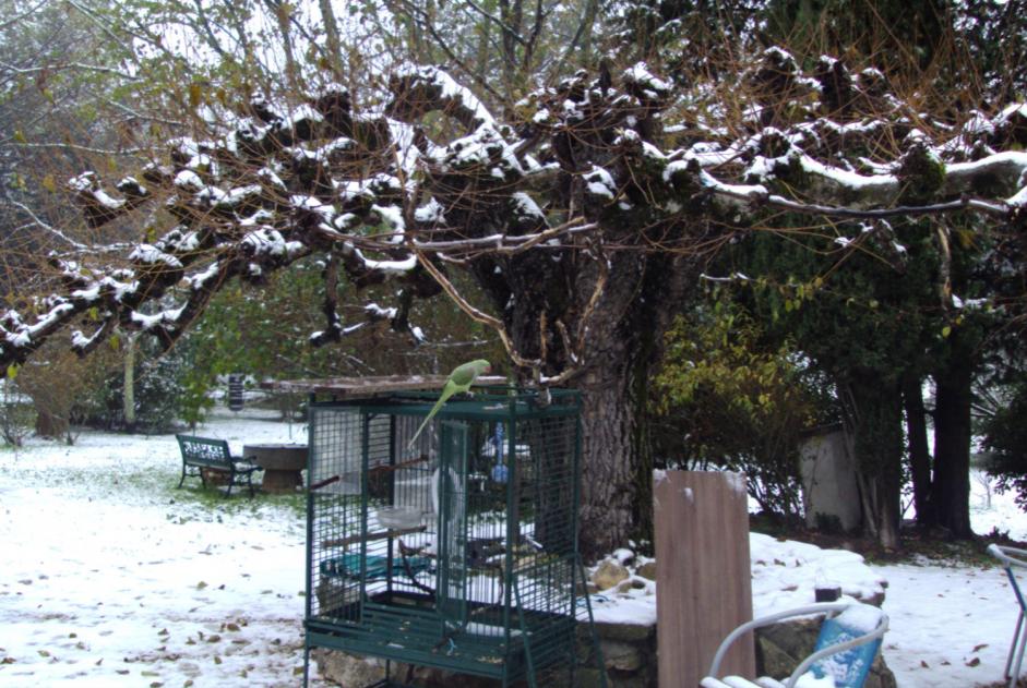 Alerte Disparition Oiseau Femelle , 2025 ans Mons France